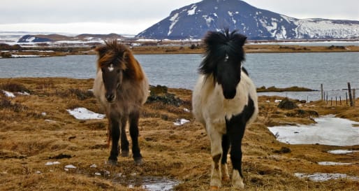 Horse Riding 
