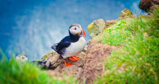 Puffins  