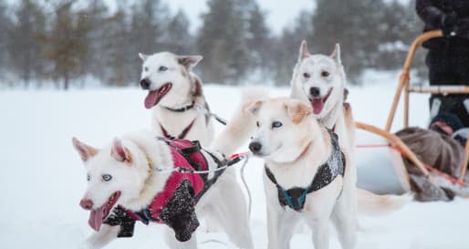 Husky sledding 