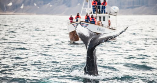 Whale - Whale watching from Snaefellsnes