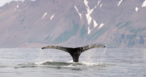 Whale - Whale watching in Eyjafjordur