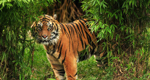 Game Drives in Bandhavgarh 