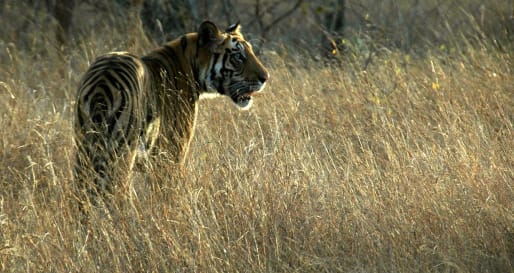 Game Drives in Kanha