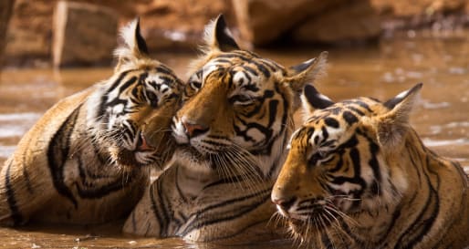 Tigers  