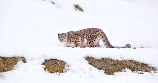 Iconic shot of snow leopard