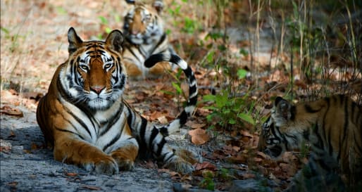 Wild India
