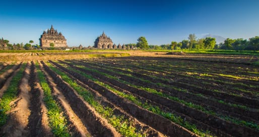 Plaosan - Cycling Prambanan Village