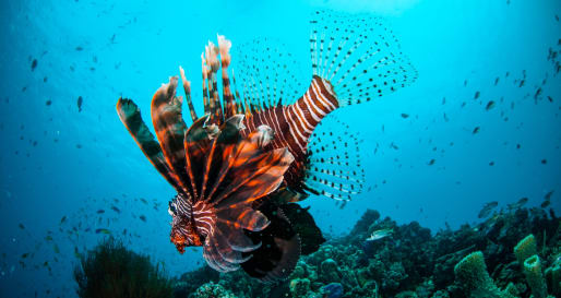 Natural Aquarium Tour