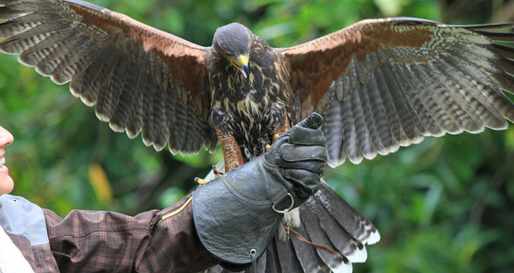 Falconry at Ashford Castle