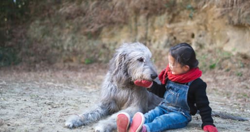 Wolfhound Experience 