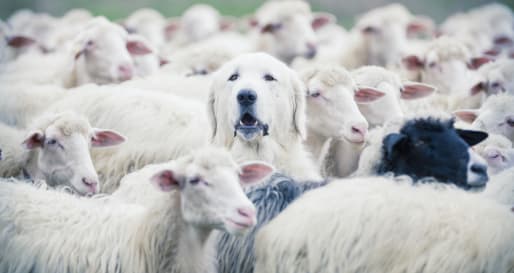 Sheepdog 