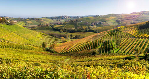 Vineyard 
