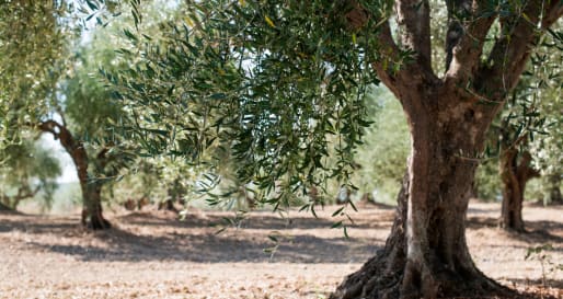 Olive Grove 