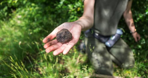 Truffle 