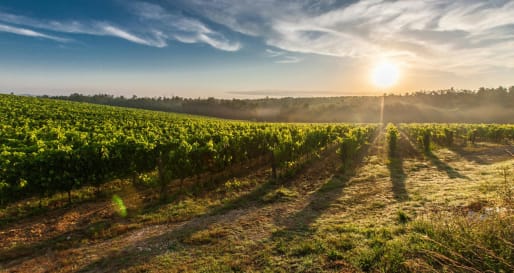 vineyard  