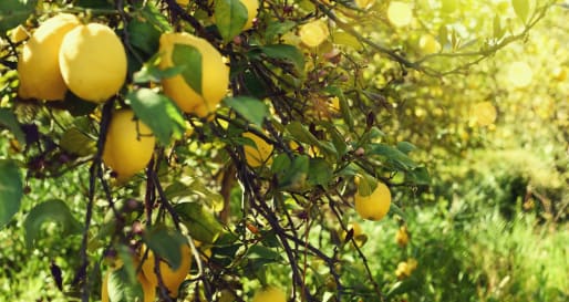 Lemons 