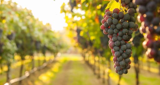 Vineyard 
