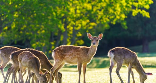 Nara Day Trip 