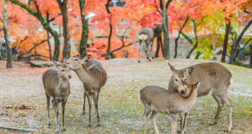 Deer in Nara Park 