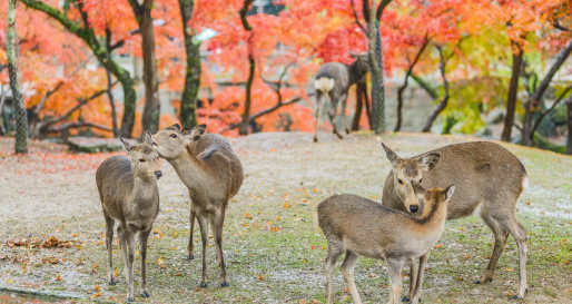 Nara Deer 