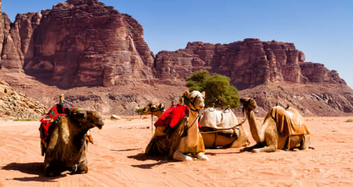 Camels in Wadi Rum - Family Adventure to Jordan