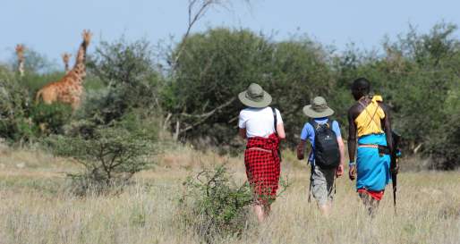 Get up close to giraffes - Karisia Walking Safaris