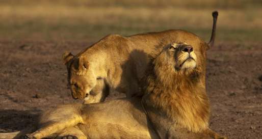 Lions