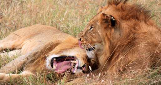 Lions in Naboisho