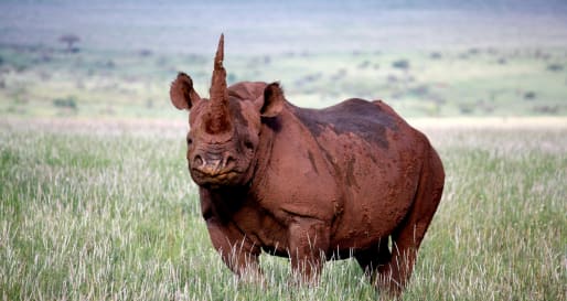 Muddy black rhino  