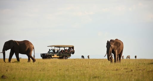 Game Drives the Mara Ecosystem 