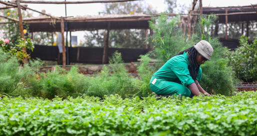 Farm Garden  