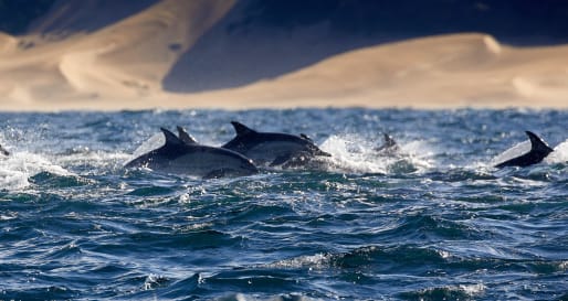 Dolphins in ocean 