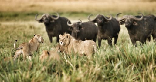 Lion and buffalo -