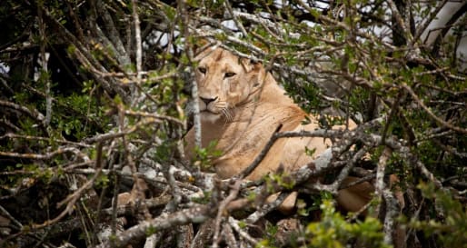 Lion - Laikipia rhinos and Mara Cats