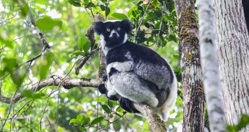 Indri in Andasibe 