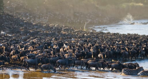River Crossing, Maasai Mara - Wildebeest and Lemurs