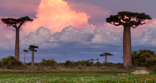 Baobabs - Madagascar's baobabs and butterflies