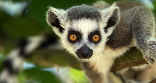Lemurs