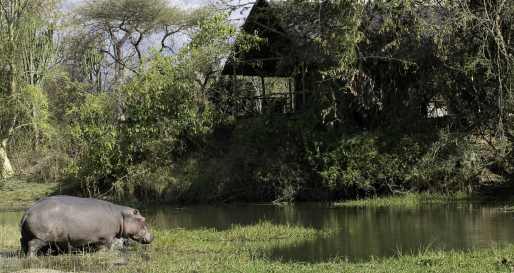 A Hippo - Mvuu Lodge