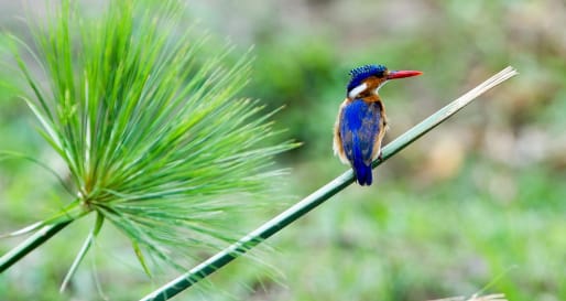 Majete Wildlife Reserve - Malawi Safari and Lake 