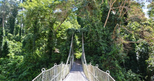 Suspension Bridge - Rainforest Trek