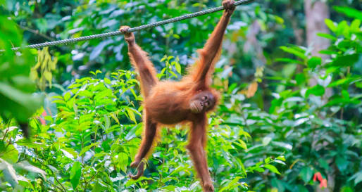 Orangutan - Sepilok Orangutan and Sun Bear Sanctuary