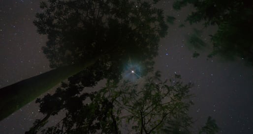 Evening stars - Night Safari