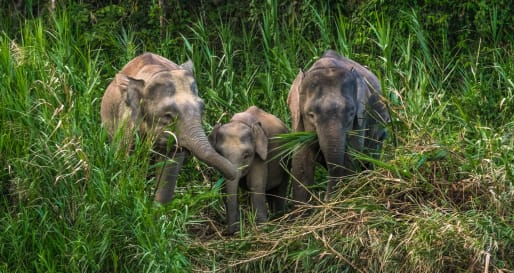 Pygmy Elephants