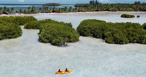 Mangrove Kayaking 