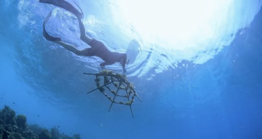 Reef Building 