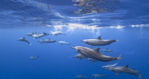 Dolphines 