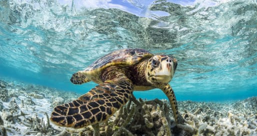 Hawksbill sea turtle 