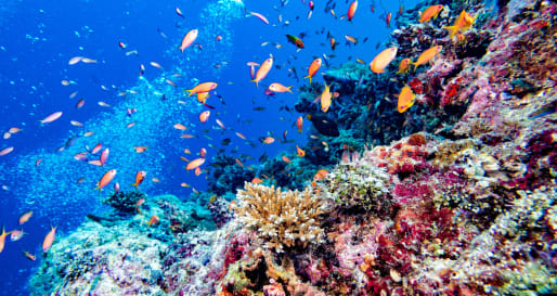 Corals