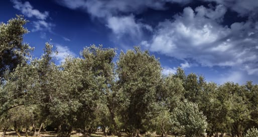 Malta Olive Grove 